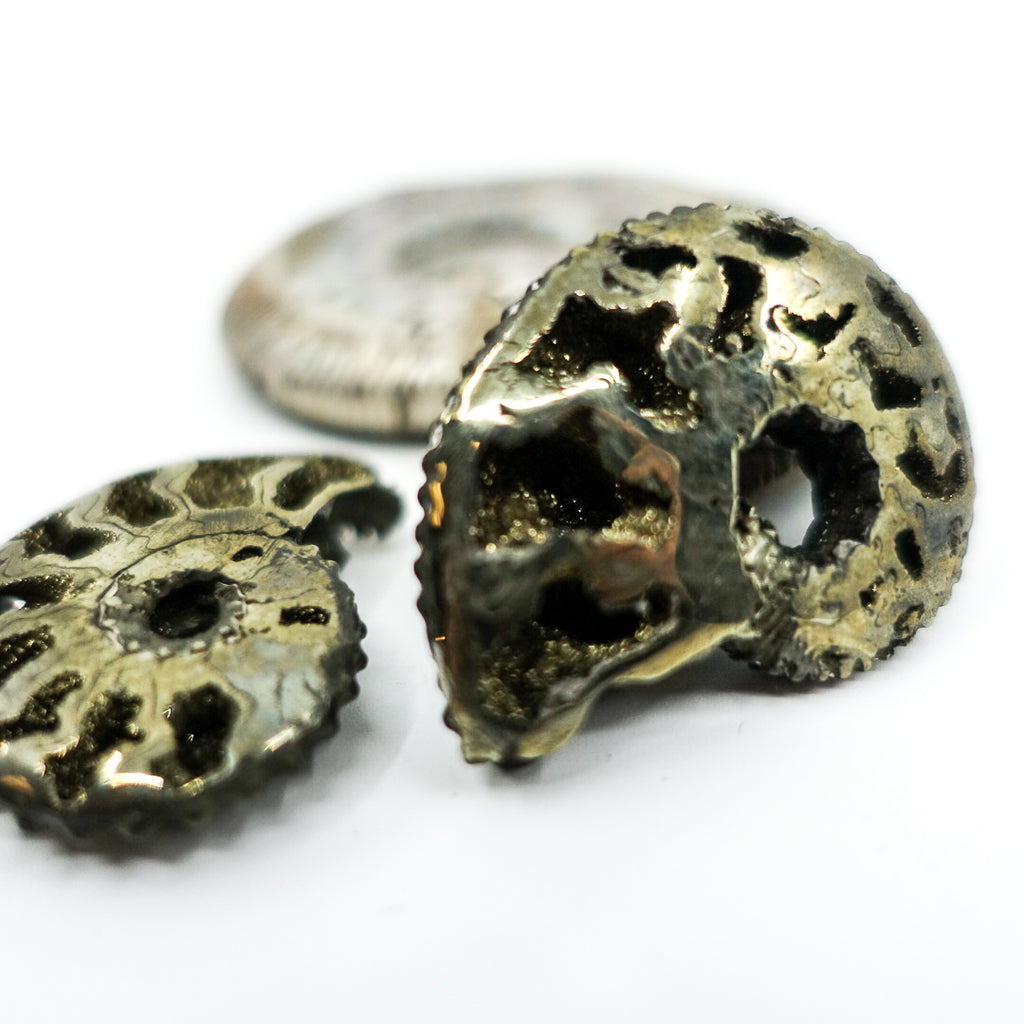 Pyritized Ammonite