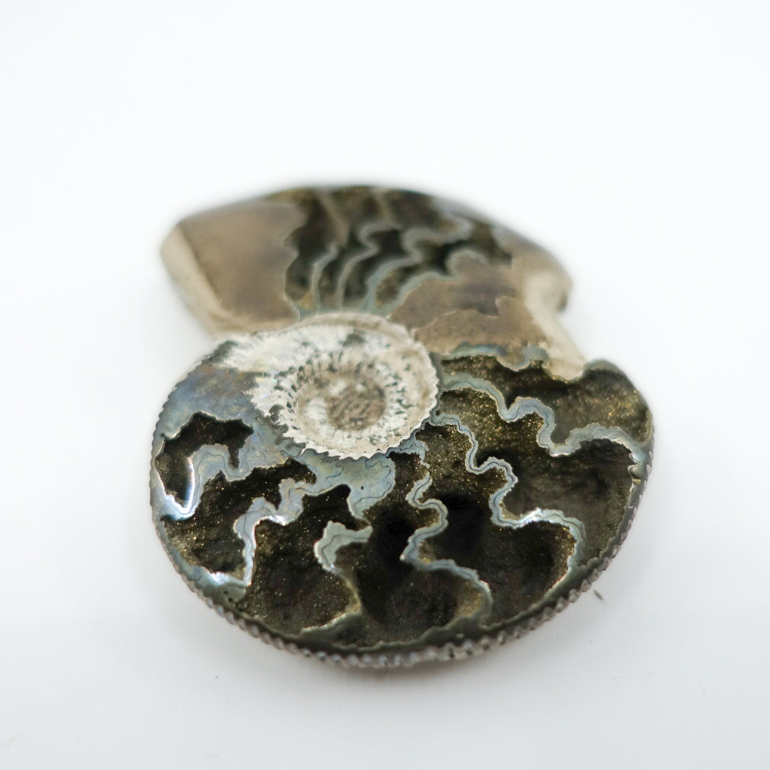 Pyritized Ammonite